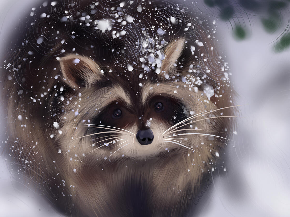 Racoon Brush Study (2022)